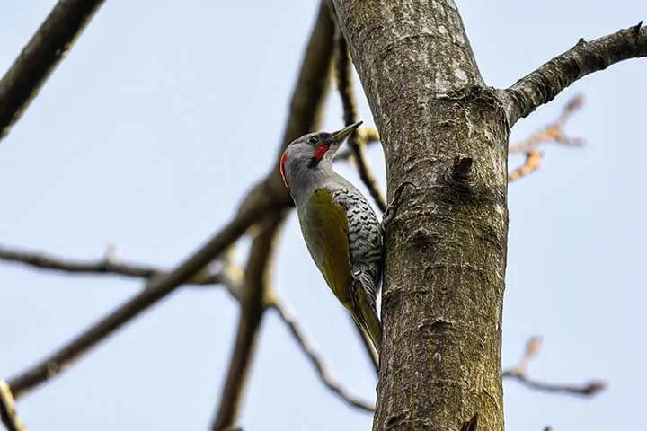 Stierling's Woodpecker